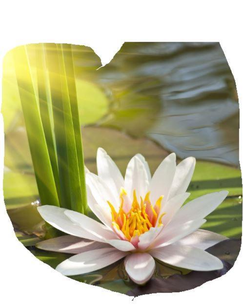 Lotus Flower Sant'Olcese Екстериор снимка